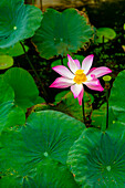 Lotus Blossom Flower, Ving Trang Pagoda, Vietnam, Asia