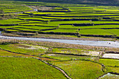 Vietnam, Thuan Chau, Reisfelder