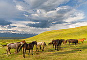 Pferde für die Produktion von Milch, Kumys und Fleisch. Ein typischer Bauernhof in der Suusamyr-Ebene, einem Hochtal im Tien-Shan-Gebirge, Kirgisistan