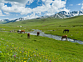 Pferde auf der Sommerweide. Die Suusamyr-Ebene, ein Hochtal im Tien-Shan-Gebirge, Kirgisistan