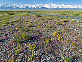 Gipfel Pik Lenin oder Kullai abu-ali ibn Sino und Pik Dserschinski. Alay-Tal vor der Trans-Alay-Kette im Pamir-Gebirge. Zentralasien, Kirgisistan