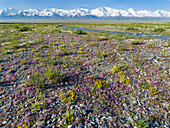 Peak Pik Lenin or Kullai abu-ali ibn Sino and Pik Dserschinski. Alay Valley in front of the Trans-Alay Range in the Pamir Mountains. Central Asia, Kyrgyzstan