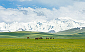 Das Alaj-Tal mit dem Transalai-Gebirge im Hintergrund. Das Pamirgebirge. Zentralasien, Kirgisistan
