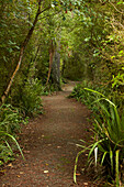 Wanderweg durch den Restwald im Thompsons Bush, Invercargill, Südland, Südinsel, Neuseeland