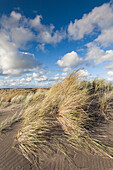 New Zealand, North Island, Whanganui. Castlecliff Beach, dune grass