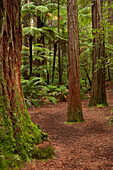 Wanderweg durch The Redwoods (Whakarewarewa Forest), Rotorua, Nordinsel, Neuseeland