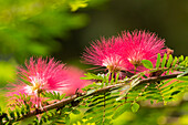 Karibik, Trinidad, Asa Wright Nature Center. Mimosenblüten in Nahaufnahme