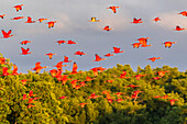 Karibik, Trinidad, Caroni Swamp. Scharlach ibis Vögel im Flug