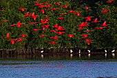 Scarlet Ibis flock