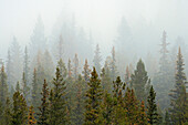 Kanada, Alberta, Banff-Nationalpark. Bow Valley Wald im Nebel