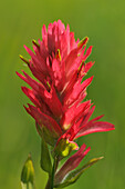 Canada, Alberta, Banff National Park. Indian paintbrush flower close-up.