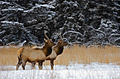 Canada, Alberta, Banff National Park. Female elks in snowy field.