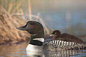 Canada, British Columbia. Adult Common Loon (Gavia immer) floats with a chick on its back.