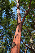Kanada, Britisch-Kolumbien, Russell Island. Arbutus-Baum (Arbutus menziesii),