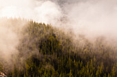 Nebel über den Bäumen in Squamish, British Columbia, Kanada