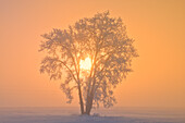 Kanada, Manitoba, Dugald. Raureifbedeckter Pappelbaum im Nebel bei Sonnenaufgang