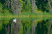 Kanada, Manitoba, The Pas. Amerikanischer weißer Pelikan auf dem See