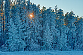 Canada, Manitoba, Belair Provincial Forest. Backlit jack pine trees covered in hoarfrost