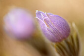 Canada, Manitoba, Libau. Prairie crocus flower close-up.