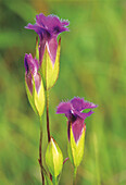 Canada, Manitoba, Tall-grass Prairie Preserve. Fringed gentian flowers close-up.