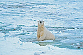 Canada, Manitoba, Churchill. Polar bear in icy water.
