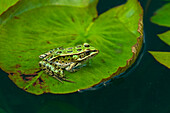 Canada, Manitoba, Winnipeg. Northern leopard frog on lily pad in pond.