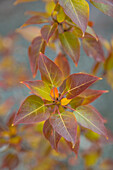 Canada, Yukon, Kluane National Park. Balsam poplar leaves