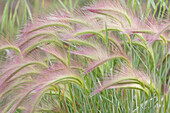 Canada, Yukon. Foxtail grass close-up