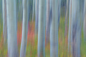 Kanada, Yukon, Kluane-Nationalpark. Auszug aus Espenbäumen