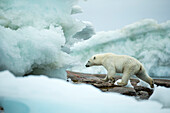 Canada, Nunavut Territory, Repulse Bay, Polar Bear (Ursus maritimus) walking amid melting sea ice near Harbor Islands