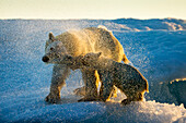 Canada, Nunavut Territory, Repulse Bay, Polar Bear and Cub (Ursus maritimus) shakes off water from boat after swimming near Harbor Islands