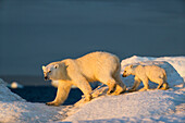 Canada, Nunavut Territory, Repulse Bay, Polar Bear Cub (Ursus maritimus) walking with mother across sea ice near Harbor Islands