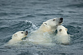 Canada, Nunavut Territory, Repulse Bay, Polar Bear and young cubs (Ursus maritimus) swimming near Harbor Islands