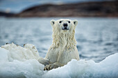 Canada, Nunavut Territory, Repulse Bay, Polar Bear (Ursus maritimus) holding onto melting sea ice near Harbor Islands