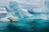 Canada, Nunavut Territory, Repulse Bay, Polar Bear (Ursus maritimus) swimming beside melting iceberg near Arctic Circle on Hudson Bay