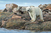 Canada, Nunavut Territory, Repulse Bay, Polar Bear (Ursus maritimus) standing at water's edge along Hudson Bay near Arctic Circle