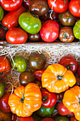 Denmark, Zealand, Copenhagen, Torvehallerne KPH, new outdoor food market, tomatoes