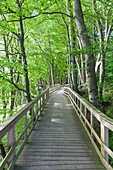 Dänemark, Mon, Mons Klimt, Uferpromenade zu den Klippen