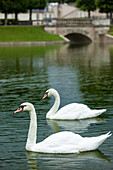 Schwäne in einem Teich im Chateau Villandry bei Tours, Loiretal, Frankreich