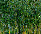 France, Giverny. Bamboo forest in Monet's Garden