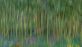 France, Giverny. Abstract of bamboo forest in Monet's Garden