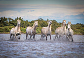 Europa, Frankreich, Provence. Camargue Pferde laufen im Wasser.
