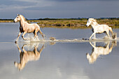 France, The Camargue, Saintes-Maries-de-la-Mer, Camargue horses, Equus ferus caballus camarguensis. Group of Camargue horses running through water with reflections.