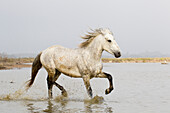 Frankreich, Die Camargue, Saintes-Maries-de-la-Mer, Camargue-Pferd, Equus ferus caballus camarguensis. Camargue-Pferd läuft im Wasser.