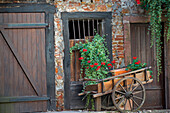 France, Alsace, Colmar. Rustic wooden wagon in front of brick building draped with plants.