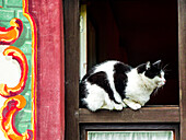 Oberammergau, Deutschland. Schwarz-weiße Tuxedo-Katze sitzt auf einem Fenstersims eines bemalten Gebäudes in Oberammergau