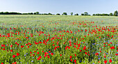 Feld mit Mohn- und Kornblumen in der Usedomer Schweiz auf der Insel Usedom. Deutschland, Mecklenburg-Vorpommern