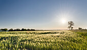 Grain Field In The Usedomer Schweiz On The Island Of Usedom. Germany, Mecklenburg-Western Pomerania