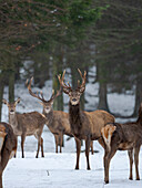 Red deer (Cervus elaphus) during winter. Bavarian Forest National Park. Germany, Bavaria