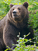 Eurasischer Braunbär (Ursus arctos arctos) Nationalpark Bayerischer Wald, Gehege, Deutschland